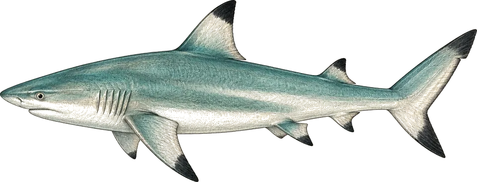 Illustration of a blacktip reef shark