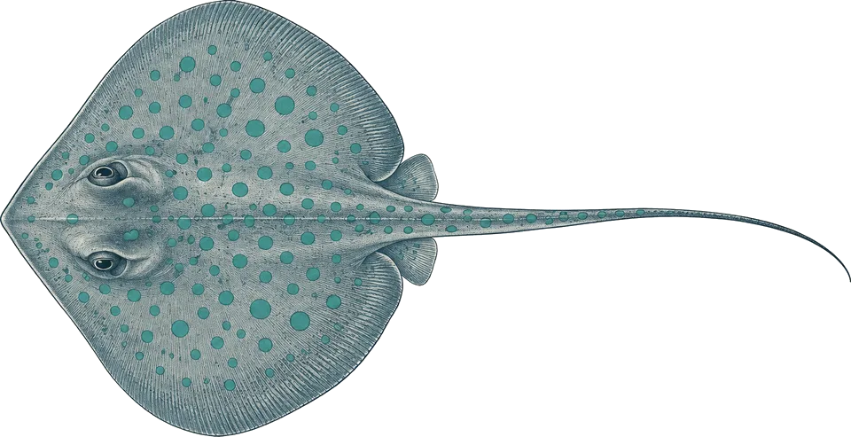 Illustration of a bluespotted ribbontail ray