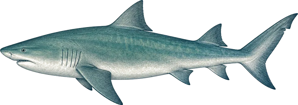 Illustration of a lemon shark