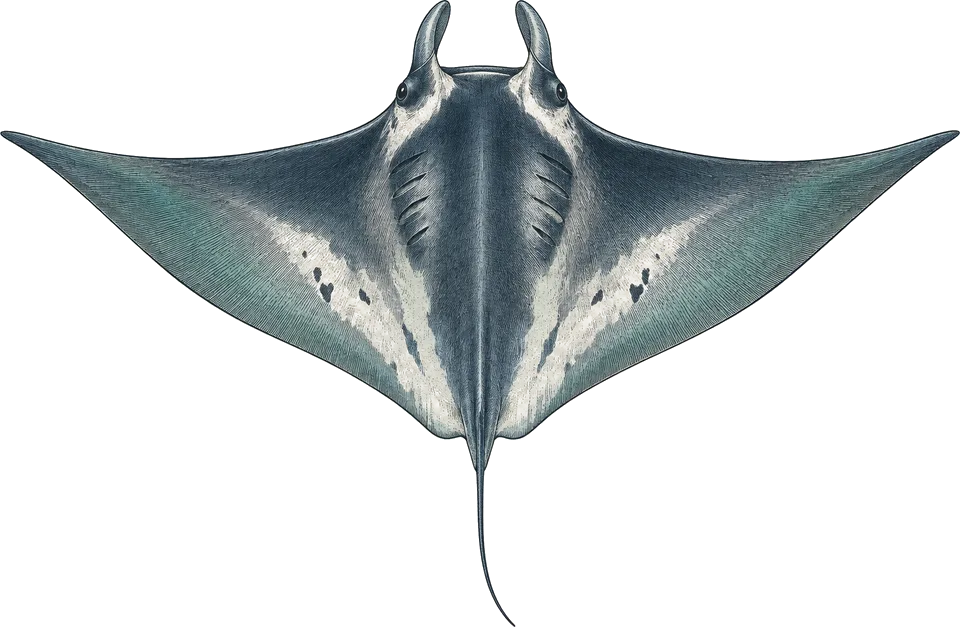 Illustration of a Munk's mobula