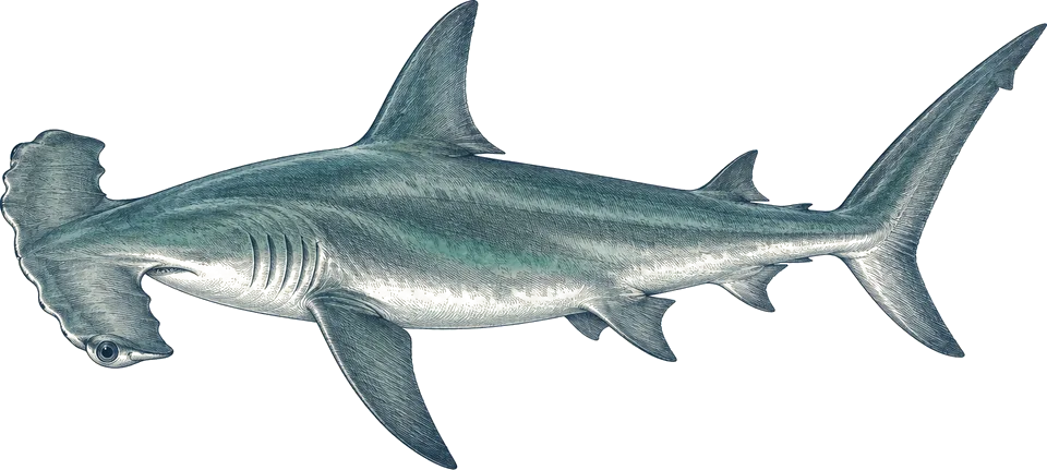 Illustration of a scalloped hammerhead