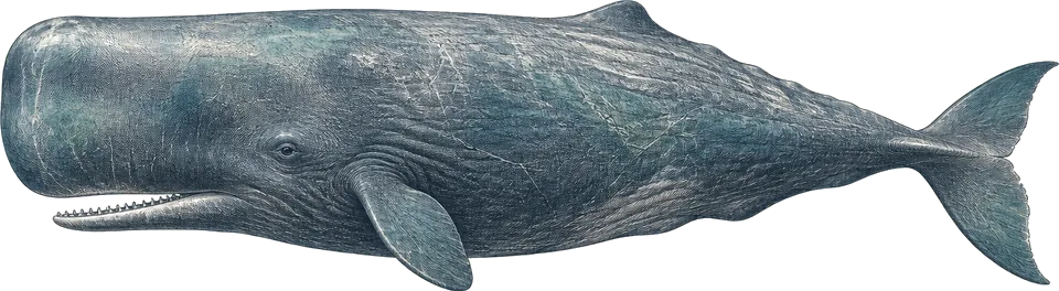 Illustration of a sperm whale