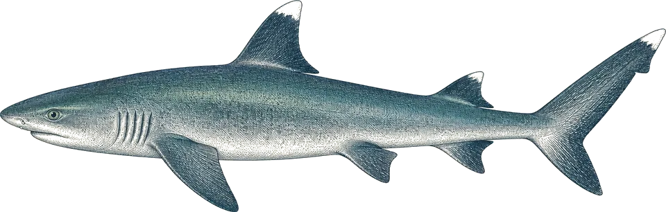Illustration of a whitetip reef shark